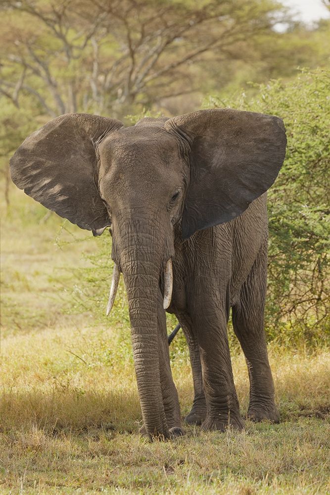 African elephant-Loxodonta africana-Serengeti National Park-Tanzania-Africa art print by Adam Jones for $57.95 CAD